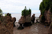 Tourists on the beach near Flowerpot sea stacks with outgoing tide at Hopewell Rocks. The world's highest tides. Bay of Fundy, New Brunswick, Canada, September 2010