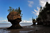 Flowerpot sea stacks with outgoing tide at Hopewell Rocks. The world's highest tides. Bay of Fundy, New Brunswick, Canada, September 2010