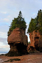 Flowerpot sea stacks with outgoing tide at Hopewell Rocks. The world's highest tides. Bay of Fundy, New Brunswick, Canada 2010