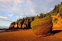 Flowerpot sea stacks with outgoing tide at Hopewell Rocks. The world's highest tides. Bay of Fundy, New Brunswick, Canada, September