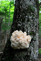 Toothed coral fungus (Hericium Coralloides) growing on tree. Cap Breton Highlands National Park, Nova Scotia, Canada, September