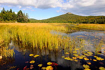 Marsh swamp in Newfoundland Island, Canada, September 2010