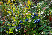 Lowbush Blueberry (Vaccinium angustifolium) with ripe berries, Newfounland, Canada