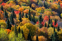 Aerial view of autumn colour in forest, New Brunswick, Canada, October 2010