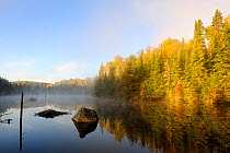 Mist and autumn coloured tress at Bouchard lake. La Mauricie National Park, Quebec, Canada, October 2010