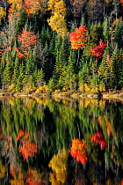 Autumn reflections on Modene Lake and forest. La Mauricie National Park, Quebec, Canada, October 2010
