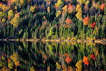 Autumn reflections on Modene Lake and forest. La Mauricie National Park, Quebec, Canada, October 2010