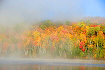 Mist and autumn coloured tress in Modene lake. La Mauricie National Park, Quebec, Canada