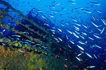 The quarter deck of crude oil super-tanker ^Amoco Milford Haven^, surrounded by clouds of Swallowtail anthias (Anthias anthias) and Bogues (Boops boops). The tanker sank on April 14th, 1991 after thre...