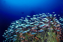 Wreck of crude oil super-tanker "Amoco Milford Haven", surrounded by shoals of Swallowtail anthias (Anthias anthias) and Bogues (Boops boops). The tanker sank on April 14th, 1991 after three days of f...