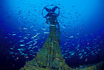 Structure on wreck of crude oil super-tanker "Amoco Milford Haven", surrounded by Swallowtail anthias (Anthias anthias) and Bogues (Boops boops) at 50m. The tanker sank on April 14th, 1991 after three...