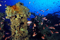 The encrusted wreck of crude oil super-tanker ^Amoco Milford Haven^, surrounded by Swallowtail anthias (Anthias anthias). The tanker sank on April 14th, 1991 after three days of fire. Genoa, Italy, 20...