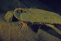 Lobster (Palinurus) living on wreck of crude oil super-tanker "Amoco Milford Haven", which sank on April 14th, 1991 after three days of fire. Genoa, Italy, 2007.