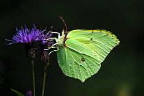 Male Brimstone butterfly, (Gonepteryx rhamni)feeding on nectar from flowering plant, Dorset, UK August