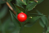 Butcher's broom (Ruscus aculeatus) close-up of red berry and foliage, New Forest, UK, September