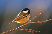 Coal tit (Periparus ater) perched on branch, in late autumn. Dorset, UK November