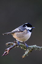 Coal tit (Periparus ater) perched on branch in winter. Dorset, UK, December