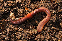 Common earthworm (Lumbricus terrestris) in garden soil. Dorset, UK November