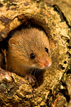Harvest mouse (Micromys minutus) head portrait,  Dorset, UK January 2010. Captive