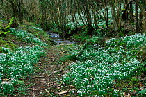 Snowdrops (Galanthus nivalis) flowering in 'Snowdrop Valley' North Hawkwell Wood, Somerset, UK. February 2008