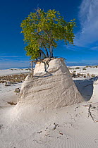 Rio Grande Cottonwood tree (Populus fremonti wislizenii) on a sand "pedestal"  White Sands National Park. New-Mexico, USA, August 2009
