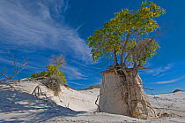 Rio Grande Cottonwood tree (Populus fremonti wislizenii) on a sand "pedestal"  White Sands Natinal Monument. New-Mexico, USA, August 2009