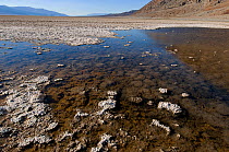 Spring-fed pool of "bad-water" in a sink, Bad-water basin, Death Valley National Park. California. USA, August 2009