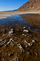 Spring-fed pool of "bad-water" in a sink, Bad-water basin, Death Valley National Park. California. USA, August 2009