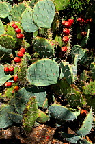 Engelman's Prickly pear (Opuntia engelmani) with fruit, Oliver Lee State park. New-Mexico, USA