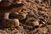 Panamint rattlesnake (Crotalus mitchelli stephensi) rattling tail, Panamint mountains, Death valley NP, California, USA. Controlled conditions.