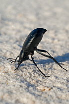 Dune Darkling beetle (Eleodes suturalis) in head-stand posture, White Sands National Park, New-Mexico, USA