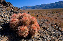 Cottontop cactus (Echinocactus polycephalus) Death Valley National Park, California, USA, August