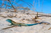 Little white whiptail lizard (Cnemidophorus inornatus) moving through sand, White Sands National Park. New-Mexico, USA Controlled conditions.