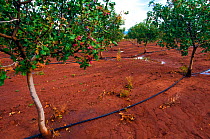 Irrigation pipes in Pistachio nut orchard (Pistacia vera) Alamogordo. New-Mexico, USA, August 2009