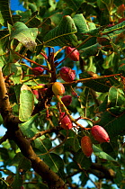 Pistachio nuts (Pistacia vera) growing on tree, Alamogordo. New Mexico, USA, August 2009