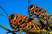 Pair of Rainbow Grasshoppers (Dactylotum bicolor)  mating. Arizona, USA. Controlled conditions.