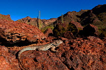 Clark's spiny lizard (Sceloporus clarkii) Organ pipe cactus national monument. Arizona, USA Controlled conditions.
