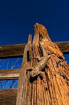 Clark's spiny lizard (Sceloporus clarkii) Organ pipe cactus national monument. Arizona, USA. Controlled conditions.