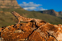 Southern prairie lizard (Sceloporus undulatus consobrinus) Near Alamogordo. New-Mexico, USA. Controlled conditions.