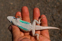 Desert spiny lizard (Sceloporus magister) held in the hand to show underside, Panamint mountains,Death valley National Park. California. USA. Controlled conditions.