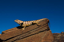 Desert spiny lizard (Sceloporus magister) Panamint mountains, Death valley National Park. California. USA. Controlled conditions.