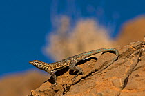 Side blotched lizard (Uta stansburiana) Panamint mountains, Death valley National Park. California. USA. Controlled conditions.