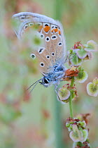 Common blue butterfly (Polyommatus icarus)warming up, Berlin, Germany, July