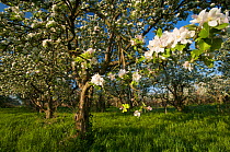 Cultivated apple tree (Malus domestica) in flower, Koeppchensee Nature Reserve, Berlin, Germany, May