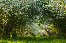 Cultivated apple tree (Malus domestica) in flower, Koeppchensee Nature Reserve, Berlin, Germany, May