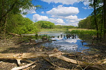 Small lake in the Bucher Forst forest reserve, Berlin, Germany, June 2006