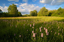 Wetlands meadow with Common bistort (Polygonum bistorta) in a nature reserve in Berlin, Germany.