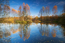 Birch trees (Betula sp) reflected in lake, Spandauer Forst, Berlin, Germany, November 2006