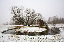 Winter landscape with old willow tree (Salix sp) on meander in river Tegeler Fliess,  Berlin, Germany, March 2007, sequence 1/2