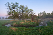Spring landscape with old willow tree (Salix sp) on meander in river Tegeler Fliess,  Berlin, Germany, April 2007, sequence 2/2